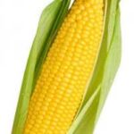 Ear of Corn