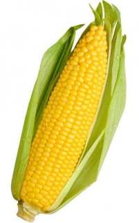 Ear of Corn