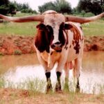 What We Can Learn From The Texas Cattle Industry