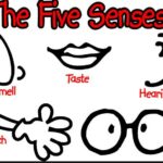 That Makes Five Senses