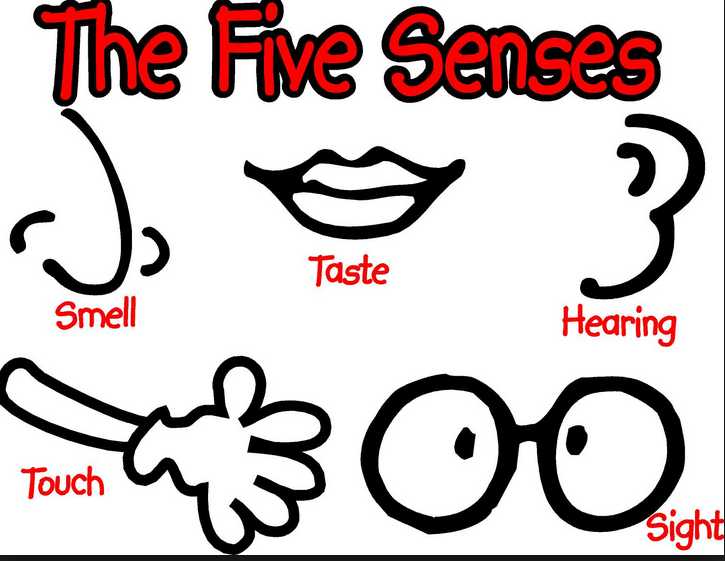 That Makes Five Senses