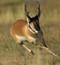Pronghorn Dogfight – Lessons for Small Business