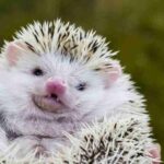 Hedgehog Concept Cover Image
