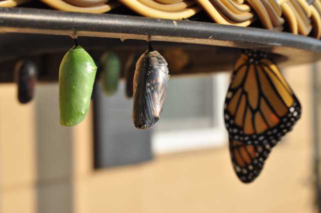 butterfly Metamorphosis