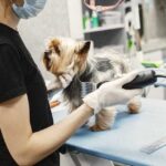 Pet Groomer