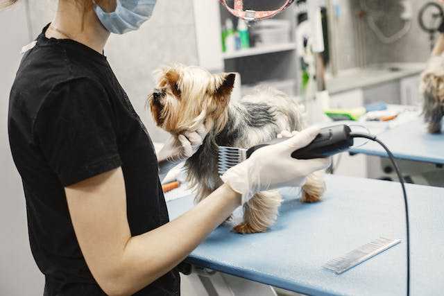 Pet Groomer