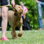 Dog Training